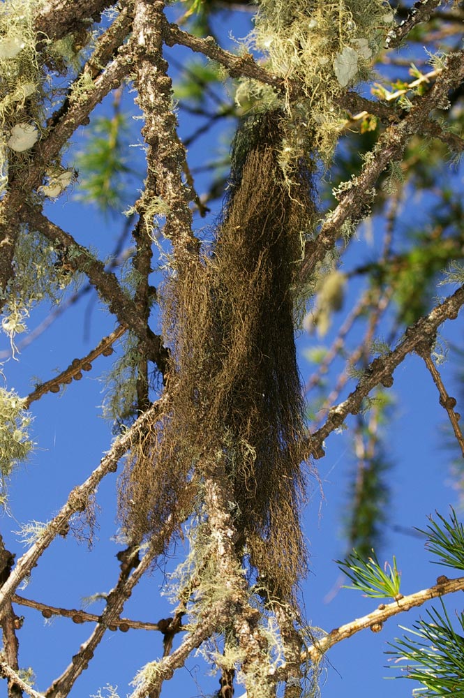 Usnea florida?